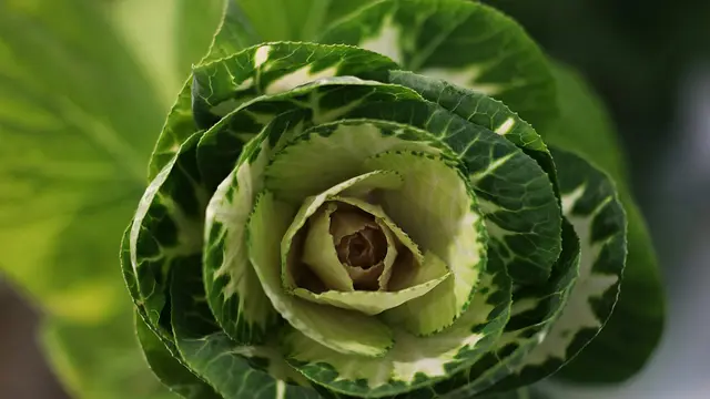 Mitos: Ibu Menyusui Harus Menghindari Kol dan Brokoli