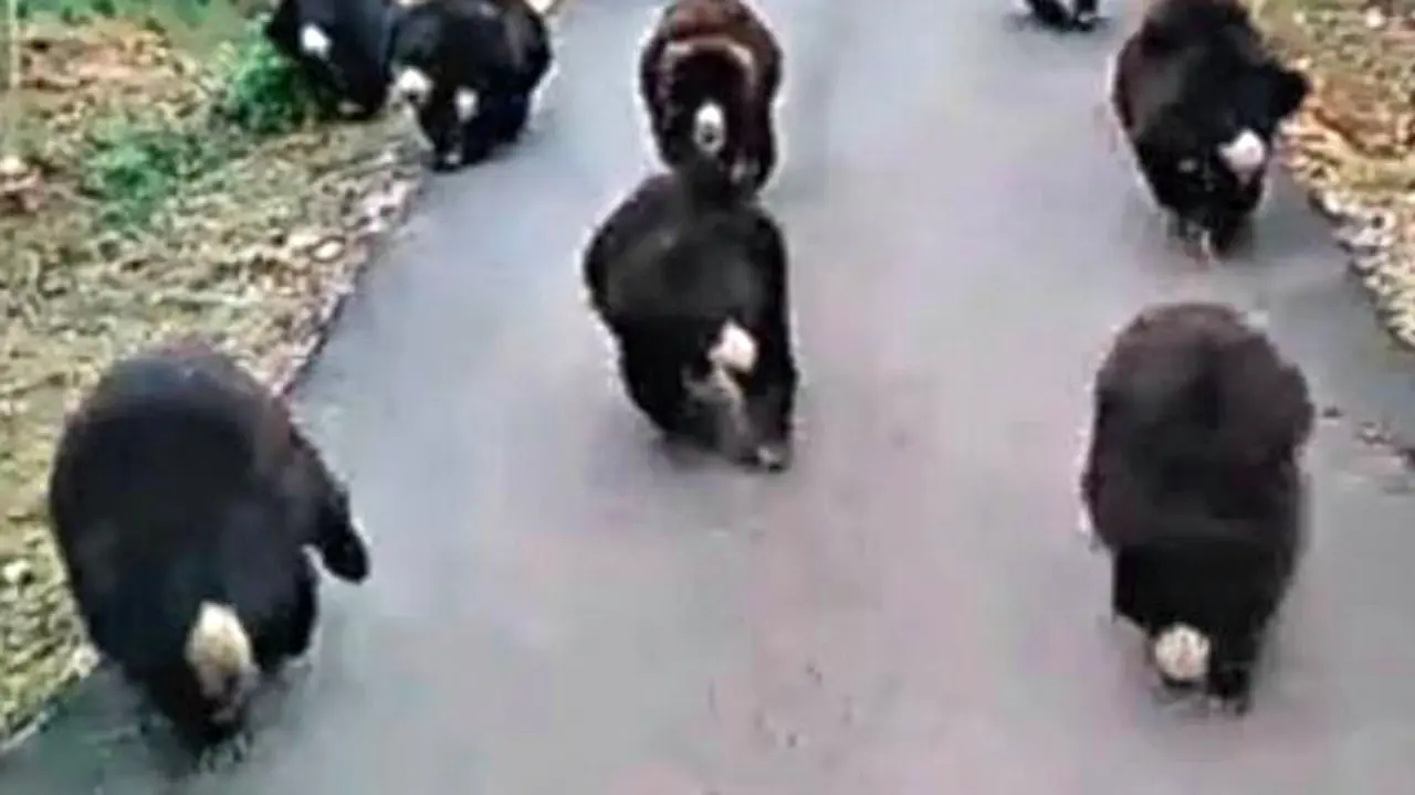 Lucu, Kerumunan Beruang Mengejar Truk Ini *VIDEO