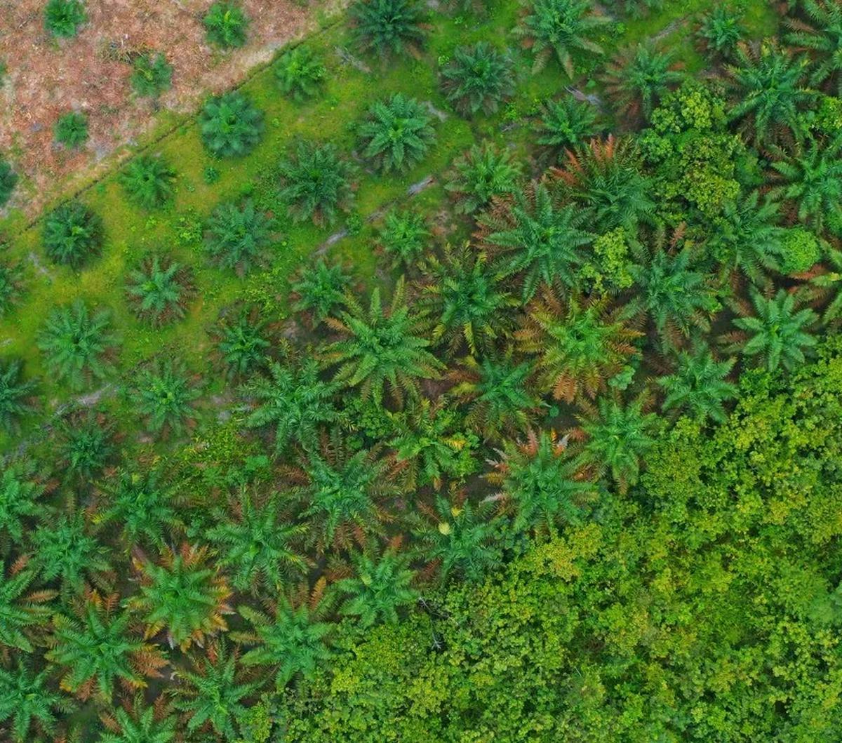 "Penerapan perkebunan sawit secara lestari dan berkelanjutan melalui eco friendly selalu menjadi pilihan utama PTPN sejak lama. Inovasi ini sangat luar biasa," kata Jatmiko dalam keterangannya, Minggu (19/11).&nbsp;