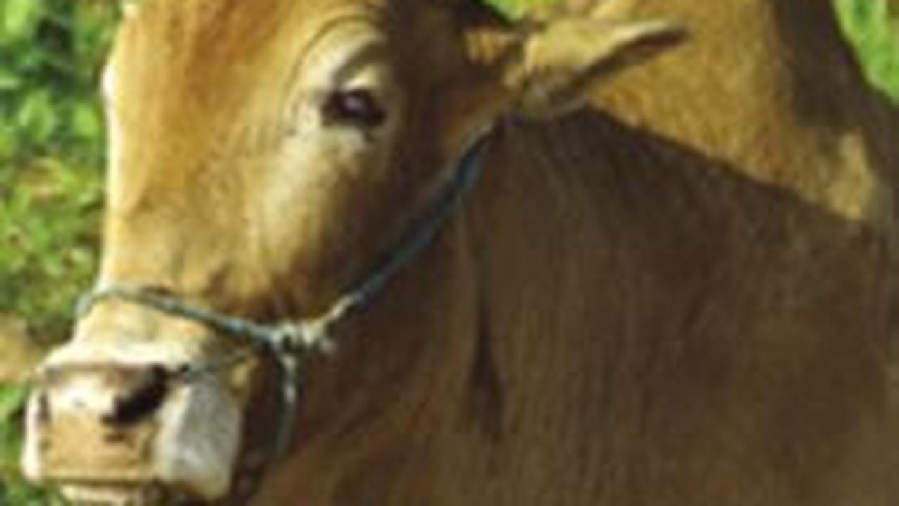 9. Sapi Brahman Amerika<br>
