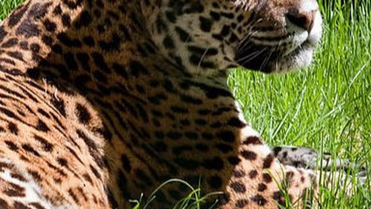 9. Jaguar<br>