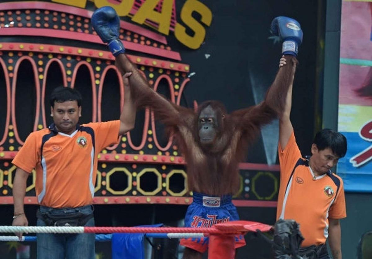Aksi seru dan lucu orang utan bertanding Muay Thai