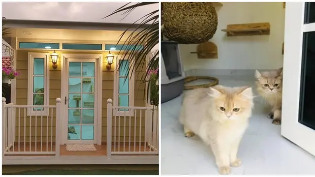 Niat Banget, Pria Ini Bangun Rumah Mewah untuk Kucing Peliharaannya