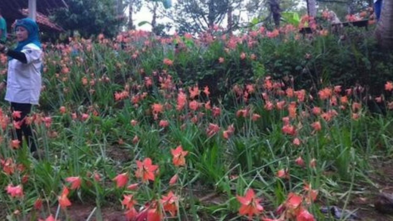Dosen UGM akan sulap taman Amarilis seperti wisata Tulip di Belanda