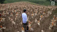 Dampak Buruk El Nino, Puluhan Hektar Lahan Jagung di Gorontalo Gagal Panen