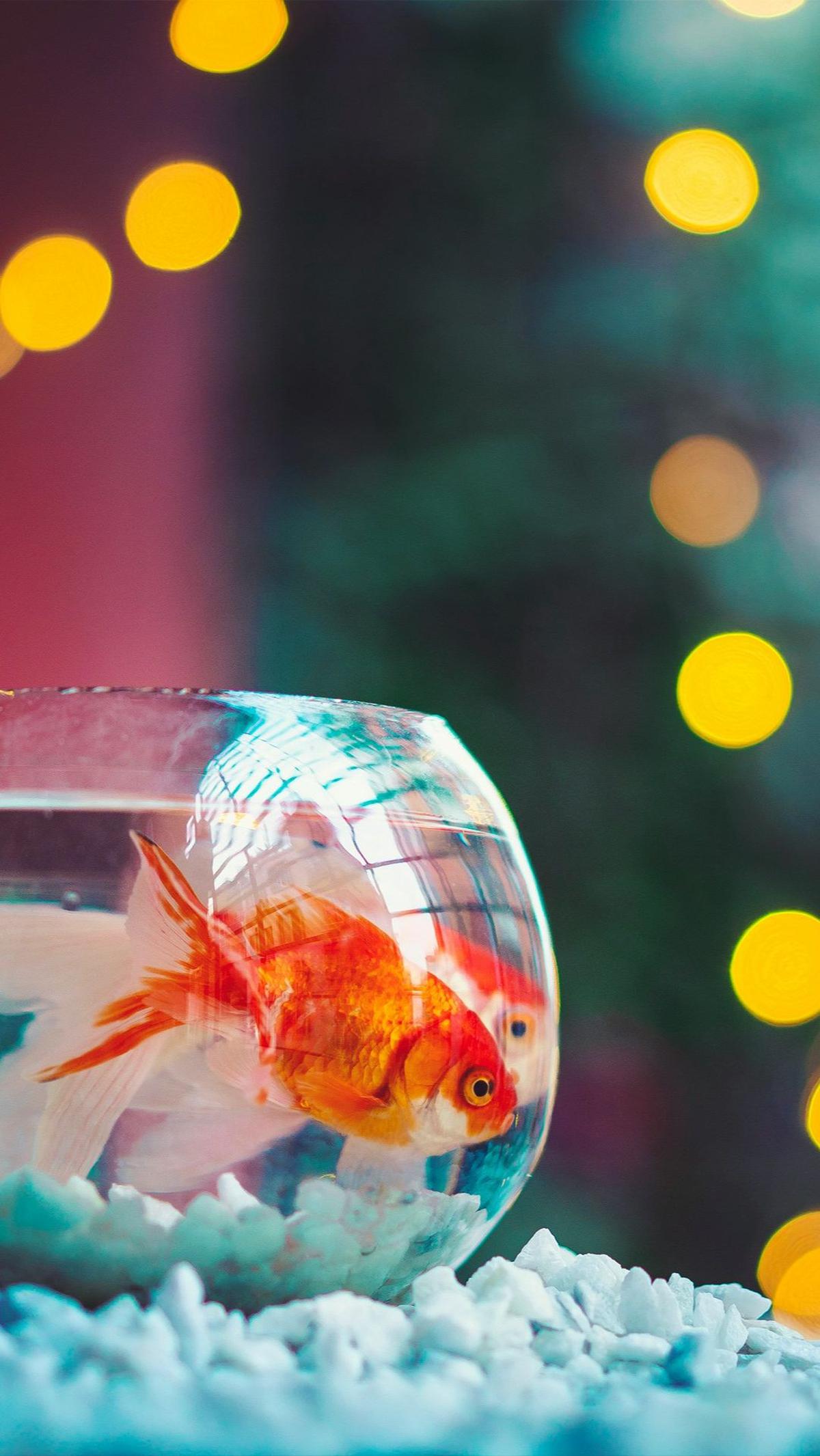 <b>Status WA Mancing Lucu yang Bijak</b>