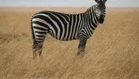 Ilustrasi hewan zebra. (Photo by Ron Dauphin on Unsplash)
