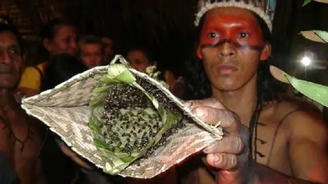 Sarung Tangan Semut Peluru