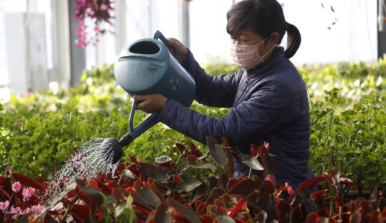 Peniliti wanita dari Pyongyang Floriculture Institute menyiram kaktus dan bunga di Pyongyang, Korea Utara, DPRK (14/12/2020). (AP Photo / Jon Chol Jin)