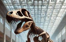 Arkeolog Beri Bocoran Asli atau Palsu Kerangka Dinosaurus yang Banyak Dipajang di Museum