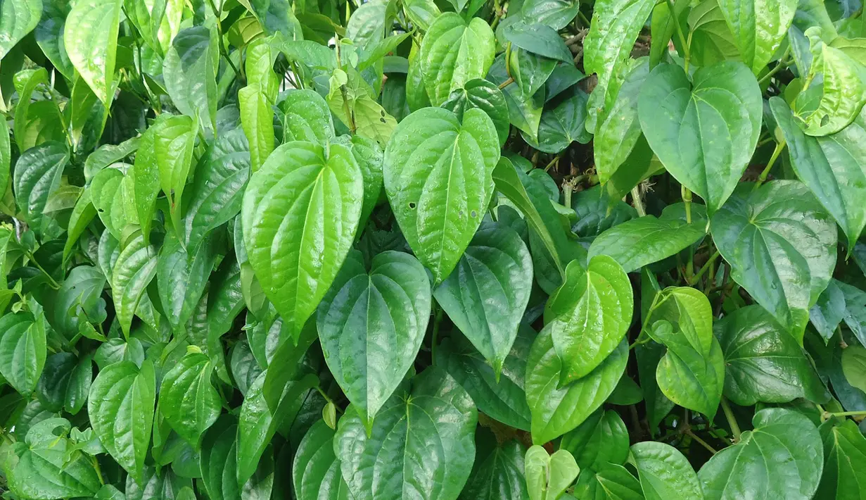 Daun sirih sejak dahulu kala dikenal sebagai media pengobatan akibat gangguan makhluk halus. Menurut ahli spiritual, pohon sirih bila ditanam dipekarangan rumah juga bisa memberikan pengaruh positif dan bisa menetralisir serangan ilmu hitam. (Istimewa)