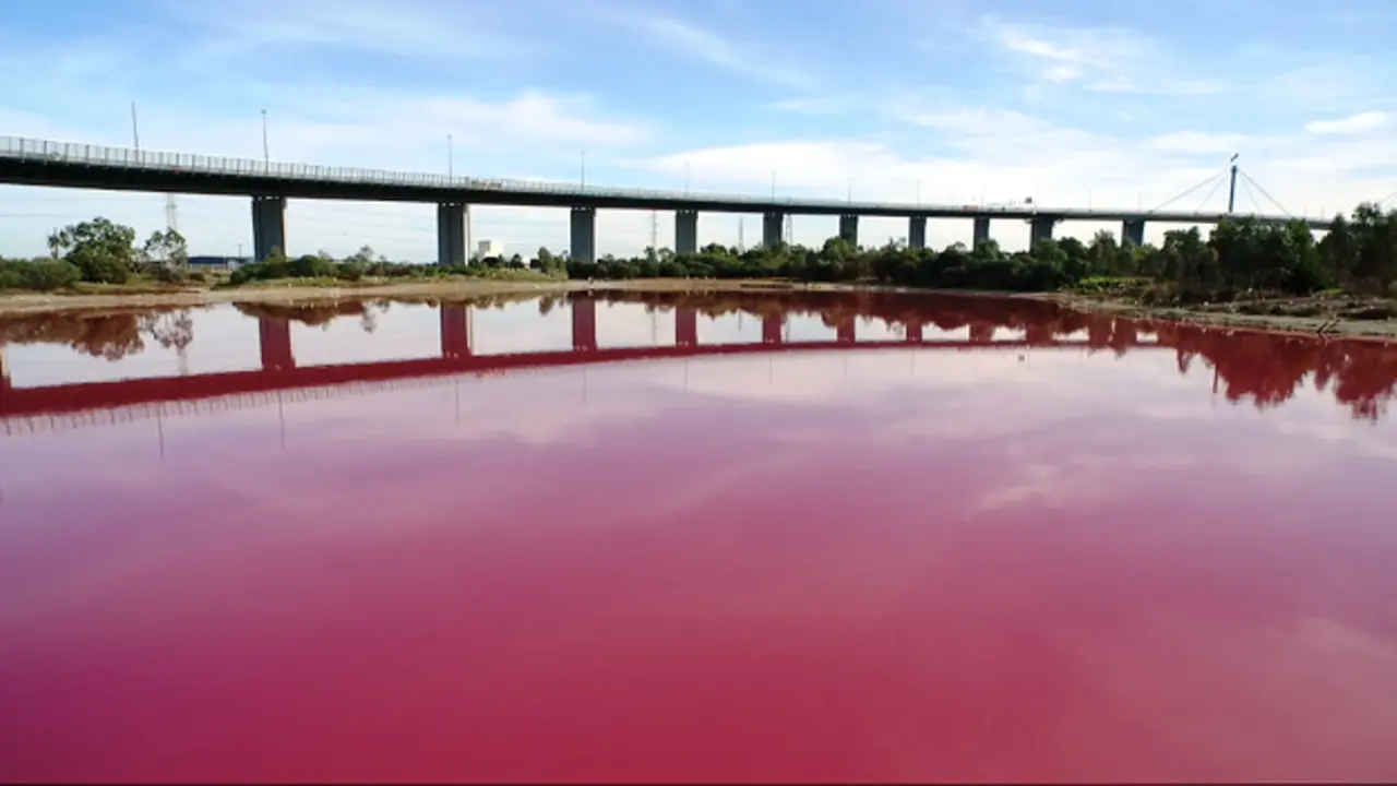 Orang bertanya-tanya, apa gerangan yang membuat perairan itu tiba-tiba berwarna pink mencolok.