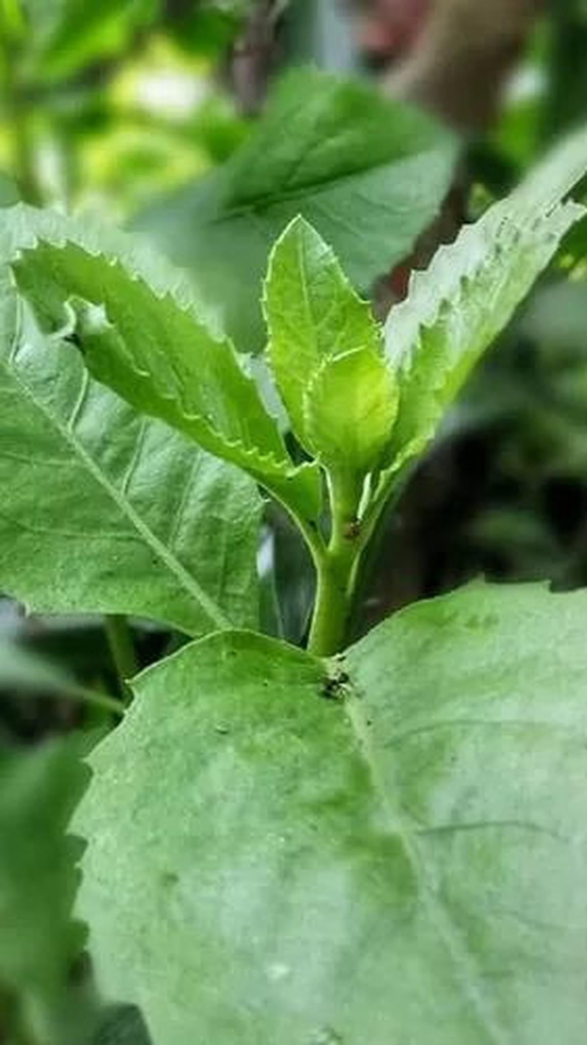 Daun beluntas, selain mempercantik pekarangan, menjadi rahasia kesehatan wanita yang luar biasa. Dengan manfaatnya untuk mengatasi keputihan, menjaga kesehatan rahim, melawan kanker, hingga mencegah penuaan dini, daun beluntas menjadi tambahan berharga un