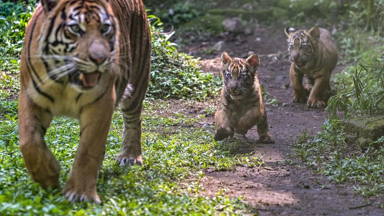FOTO: Tingkah Menggemaskan Empat Anak Harimau Sumatra di Taman Safari Prigen