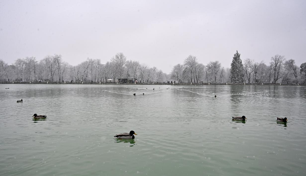 Bebek berenang saat salju turun di Taman Retiro di pusat kota Madrid (7/1/2021). Sebuah peringatan telah dikeluarkan di seluruh negeri karena badai Filomena yang menyebabkan penurunan suhu dan hujan salju yang besar di seluruh Spanyol. (AFP/Gabriel Bouys)