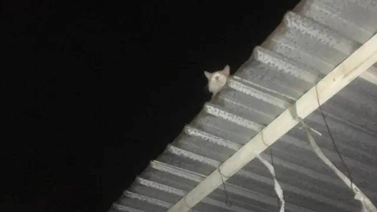 6 Potret Kucing Nyantai di Atap Rumah, Sering Dikira Hilang karena Tak Pulang