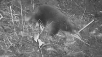 Hewan Mamalia Bertelur Echidna Ditemukan Kembali di Hutan Papua (Sumber: YouTube/University of Oxford)