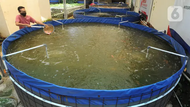 Petani Ikan Nila Biflok Kembali Tingkatkan Produksi
