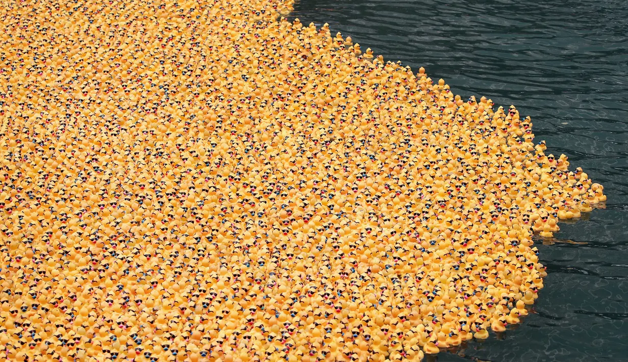 Bebek karet melintasi sungai Chicago selama Windy City Rubber Ducky Derby di Chicago, Illinois (3/8). Sponsor bebek pertama yang melayang melintasi garis finish dianugerahi SUV baru. (Scott Olson/Getty Images/AFP)