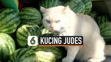 KUCING JUDES