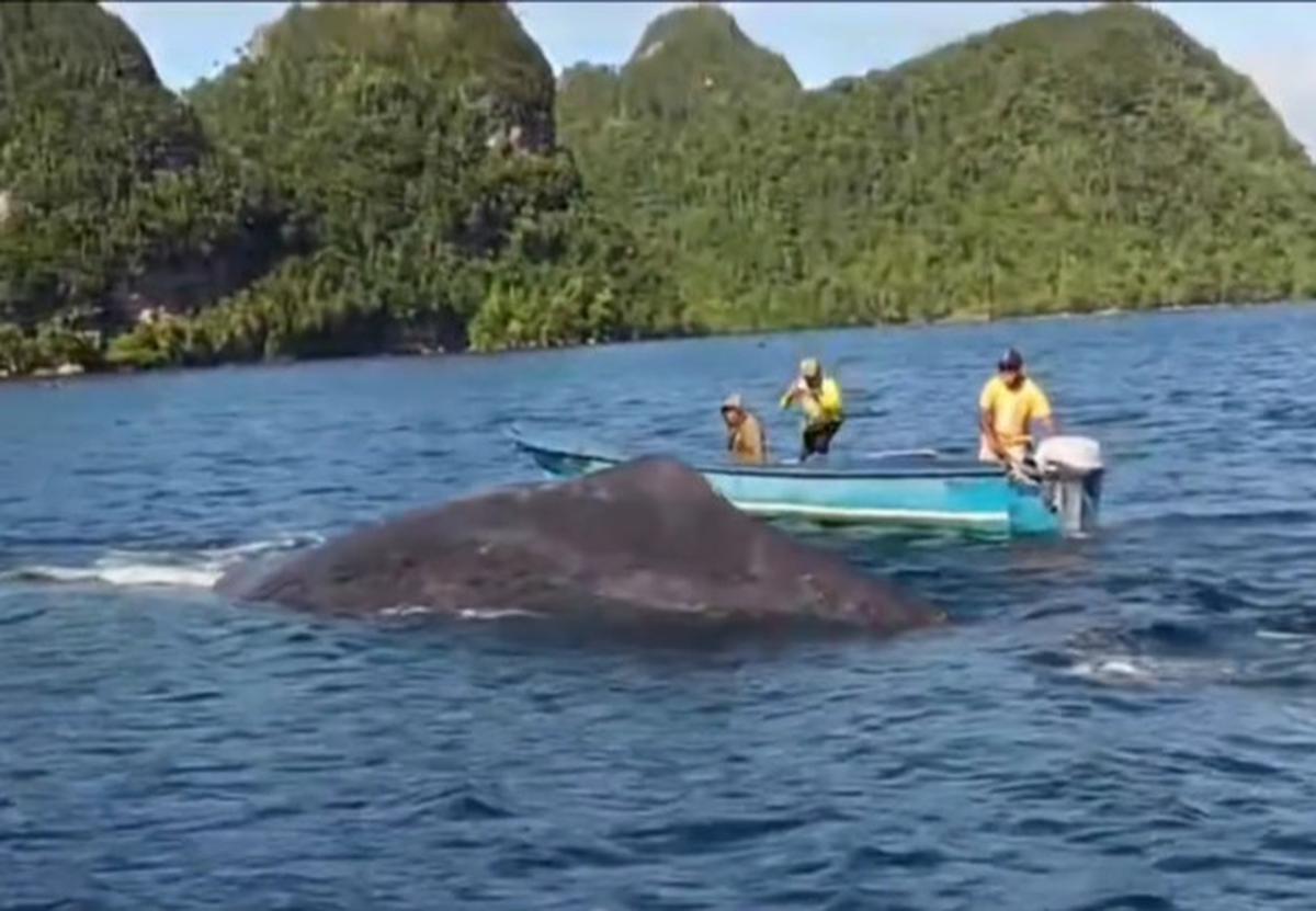 Anak-anak Papua Bermain dengan Seekor Ikan Paus di Laut Raja Ampat