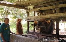 Prabowo Beli Sapi Kurban Seberat 800 Kg di Padang, Beli dari Peternak Lokal Seharga Rp85 Juta