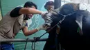 Sepekan jelang Idul Adha 1444 H, penjualan hewan kurban saat ini mencapai 900 ekor. (merdeka.com/Arie Basuki)