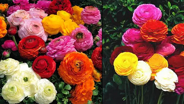 Foto: copyright amazonaws.com