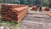 Patroli Udara Bongkar Pembalakan Liar di Riau, 6 Orang Ditangkap