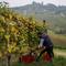 Seorang petani memetik anggur Nebbiolo, yang digunakan untuk membuat wine Barolo, selama panen di Barolo, Laghe Country side dekat Turin, Italia (14/9/2019). Anggur nebbiolo merupakan salah satu anggur terbaik Italia. (AFP Photo/Marco Bertorello)