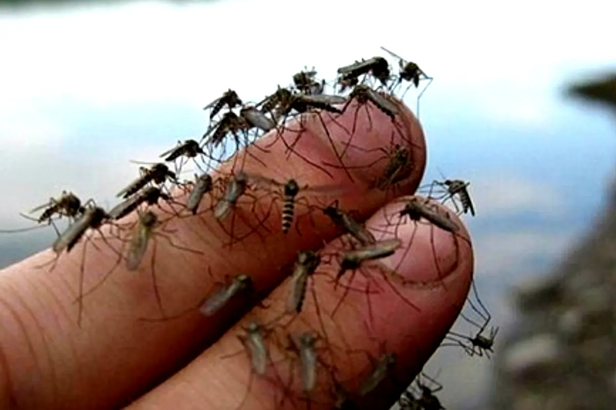 UGM Temukan Nyamuk Wolbachia yang Sanggup Halangi Virus Zika