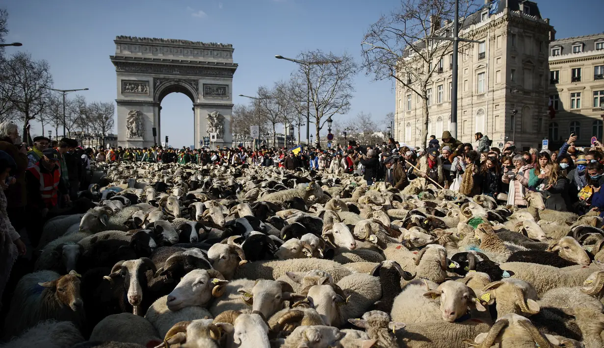 Sekitar 2000 domba digiring di jalan Champs-Elysees untuk menutup Pameran Pertanian Internasional, di Paris, Minggu (6/3/2022). Hewan dan gembala dari wilayah barat daya Prancis berparade di jalan terkenal untuk mempromosikan pekerjaan dan wilayah mereka. (AP Photo/Thomas Padilla)