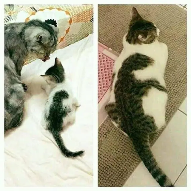 10 Potret Nyeleneh Hewan Punya Bulu Bermotif Nyeleneh, Ada yang Berbentuk Hati