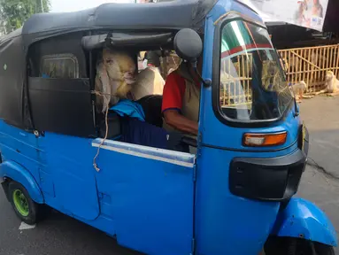 Sebuah Bajaj mengangkut kambing kurban yang dibeli untuk diantarkan kepada konsumen di kawasan Tanah Abang, Jakarta Pusat, Minggu (16/6/2024). (merdeka.com/Arie Basuki)