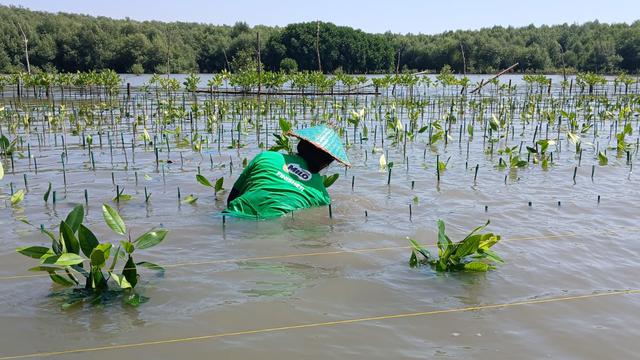 Tanam Mangrove.