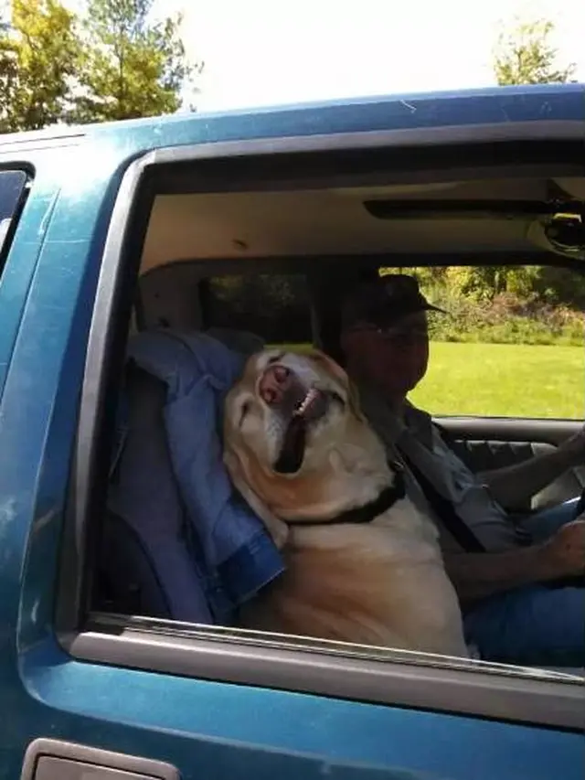 7 Potret Anjing saat Diajak Naik Mobil Ini Ekspresinya Kocak