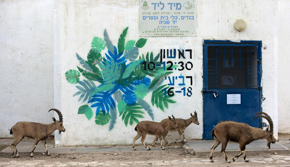 Nubian ibexes, sejenis kambing gurun, berkeliaran di jalanan selama ockdown di Kota Mitzpe Ramon, Israel (4/2/2021). Israel lagi-lagi menerapkan lockdown ketika lonjakan kasus baru virus corona Covid-19 kembali terjadi. (AFP/ Menahem Kahana)