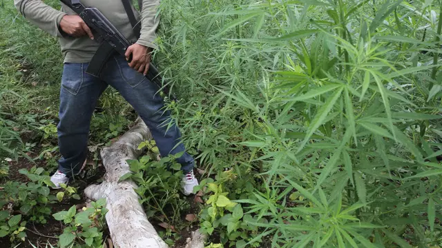 Ladang Ganja