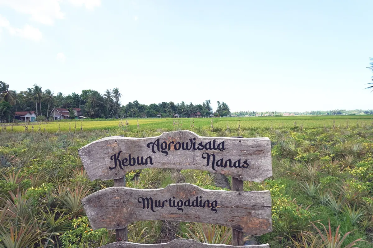 Agrowisata Nanas Bagong di Desa Murtigading, berada di Dusun Kurahan II