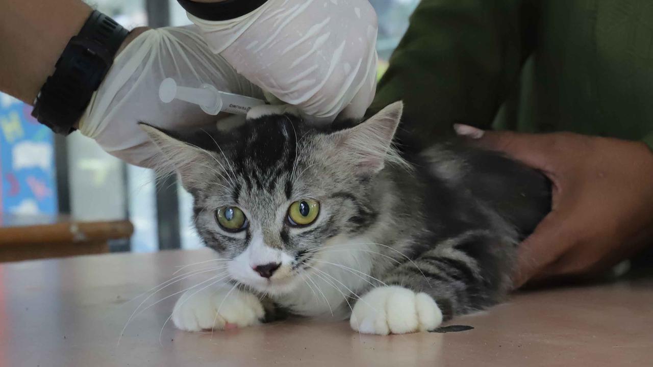 FOTO: Cegah Rabies, Pemkot Jaksel Gelar Vaksinasi Gratis untuk Hewan Peliharaan