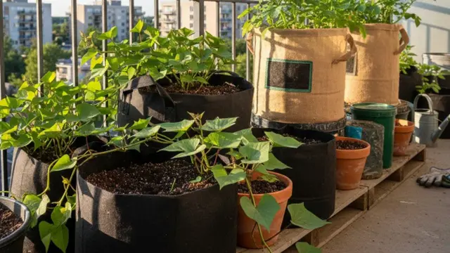 Model Kebun Pot untuk Ubi Jalar dan Kentang (Gemini AI)