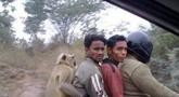 Cuma di India monyetnya anteng banget diajak naik motor begini (Source: IST)