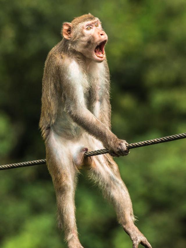 6 Kelakuan Lucu Hewan Ini Bak Tirukan Manusia, Ada yang Lagi Gibah