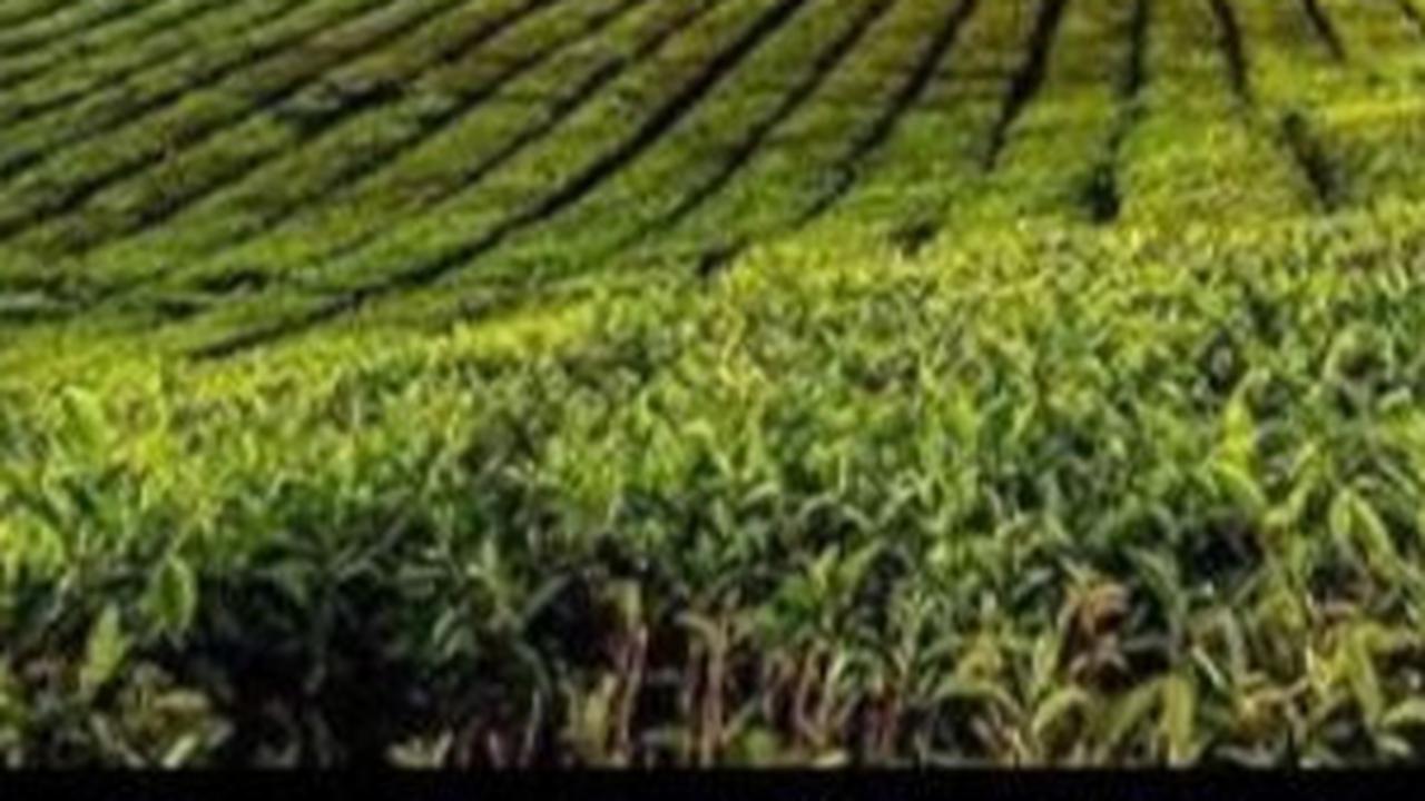 Ada Cerita Pohon Bolong dan Sosok Naga Raksasa, Ini Mitos Gunung Kerinci di Provinsi Jambi