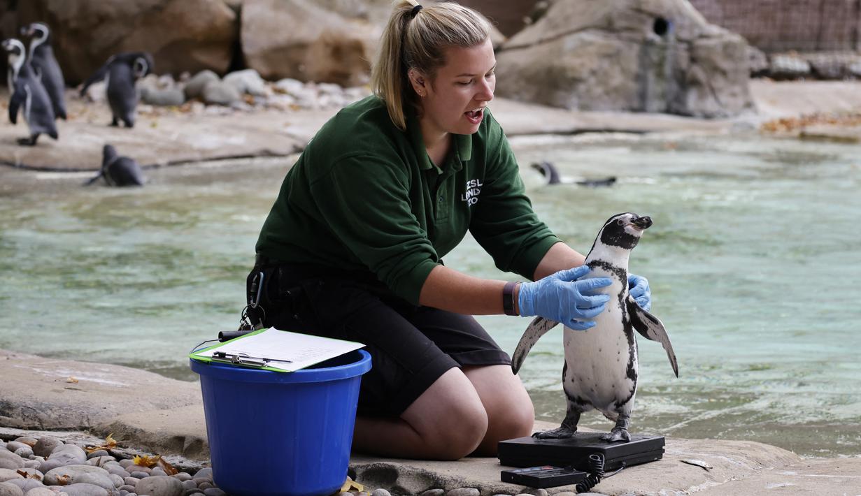 Seekor penguin Humboldt berdiri di atas timbangan selama sesi pemotretan penimbangan tahunan di Kebun Binatang London, pada Kamis (26/8/2021). Pengukuran tinggi dan berat badan ini untuk mengetahui kesejahteraan dan kesuburan hewan. (Tolga Akmen / AFP)