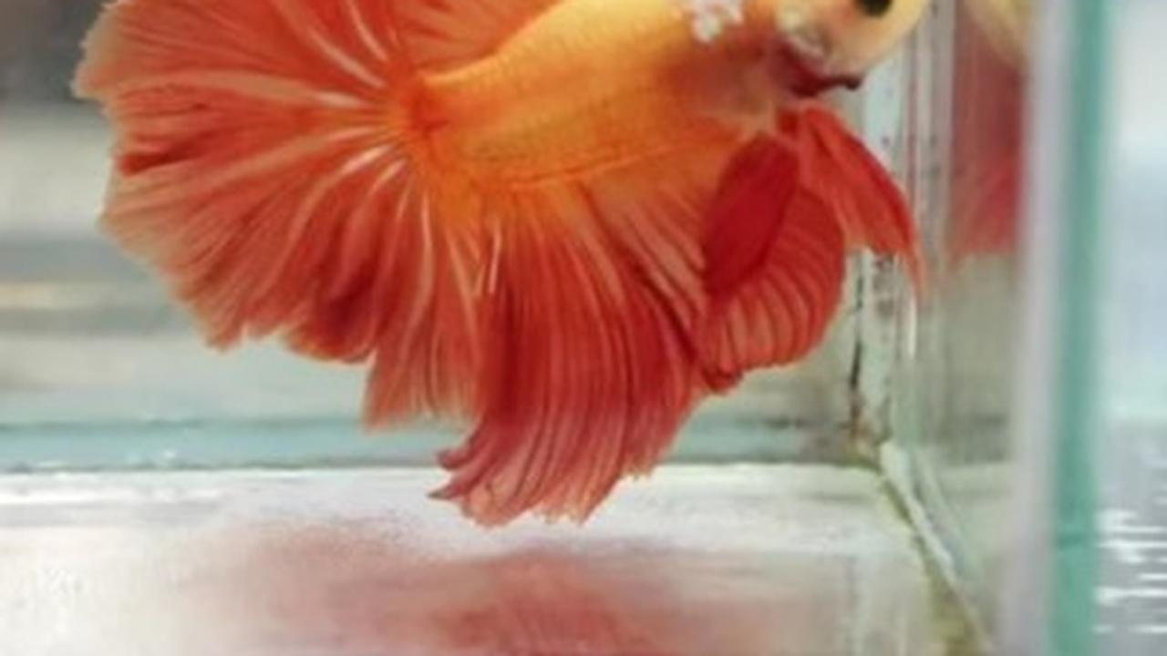 Ikan Cupang