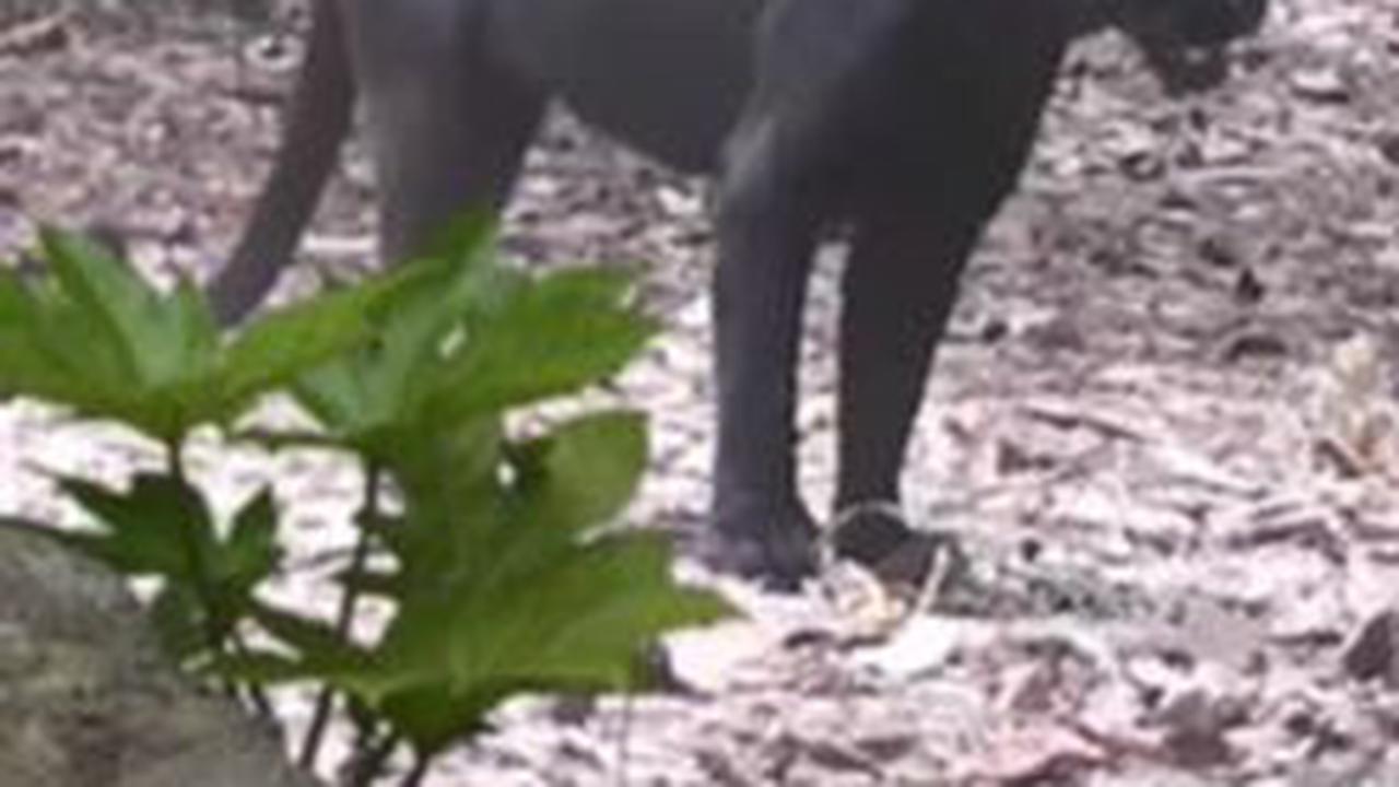 Masih dapat Ditemui walau Mulai Langka, Begini Kehidupan Satwa Macan di Hutan Blora