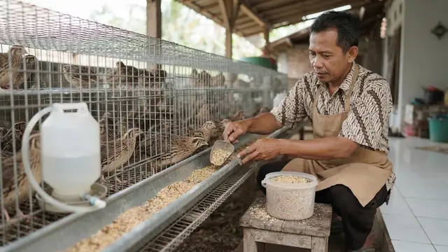 Ternak Puyuh Petelur Modal Kecil