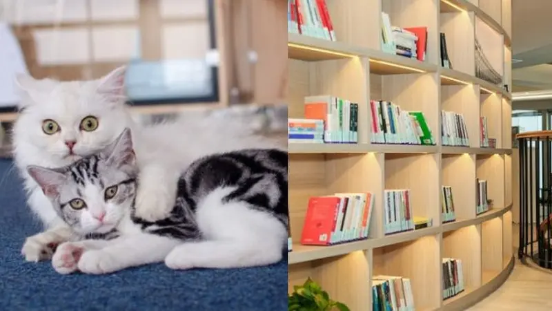 Perpustakaan di China Pekerjakan 7 Ekor Kucing untuk Hibur Pembaca yang Kesepian