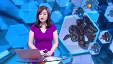 Warga Mamuju kembali digegerkan dengan penemuan ular piton sepanjang 7 meter.
